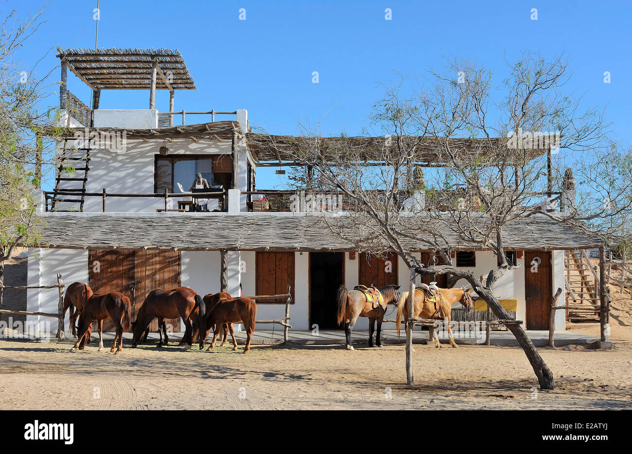 Mexiko, Baja California Sur State, Playa Migrinos Umgebung, Las Aventuras Ranch Stockfoto