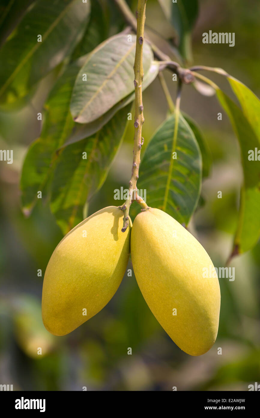 Mango-Früchte am Baum Nahaufnahme Stockfoto