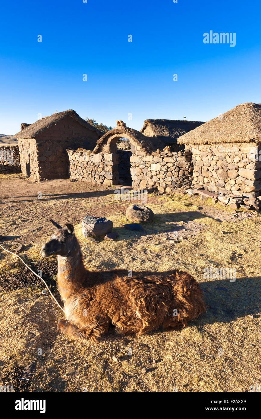 Peru, Puno Provinz, Atuncolla, Lama vor einem traditionellen Bauernhof Stockfoto