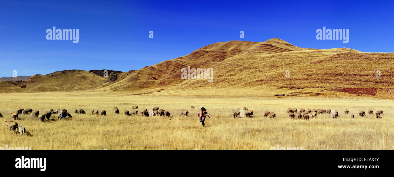 Peru, Puno Provinz Landschaft des Altiplano, Schäferin und Schafe Stockfoto