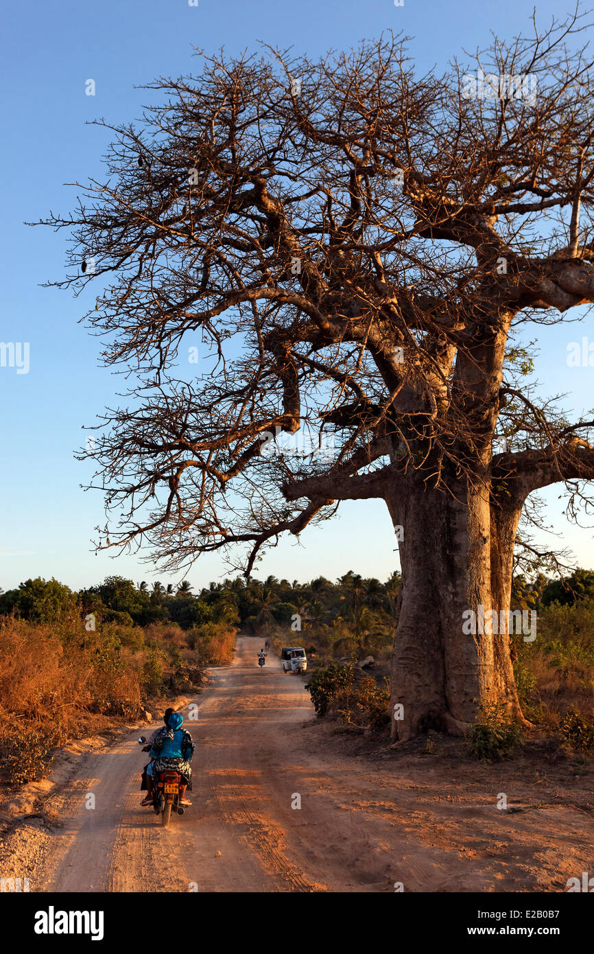 Kenia Malindi District, Baobab-Baum Stockfoto
