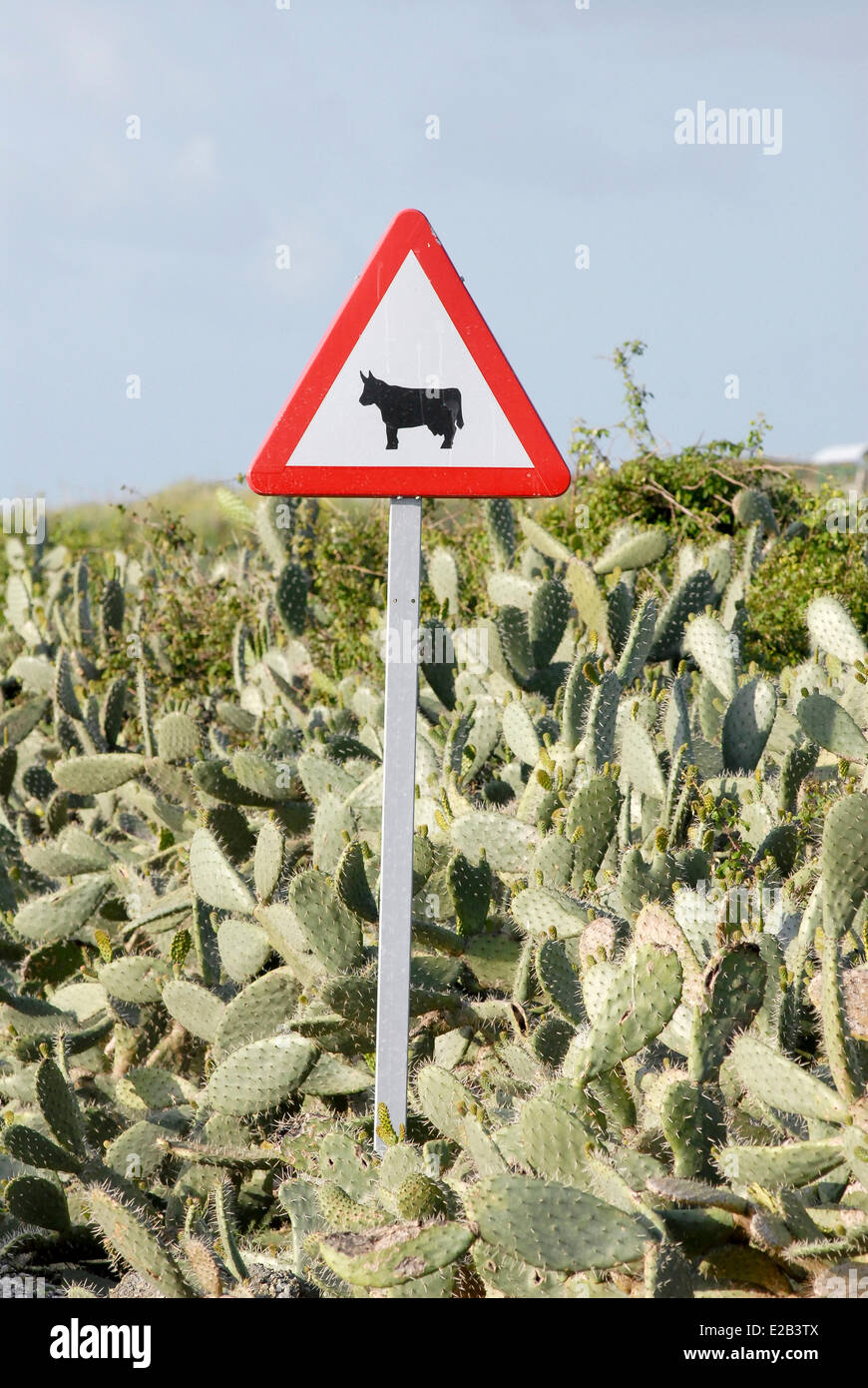 Spanien, Andalusien, unterzeichnen einen Stier in der Mitte des Kaktus Darstellung Stockfoto