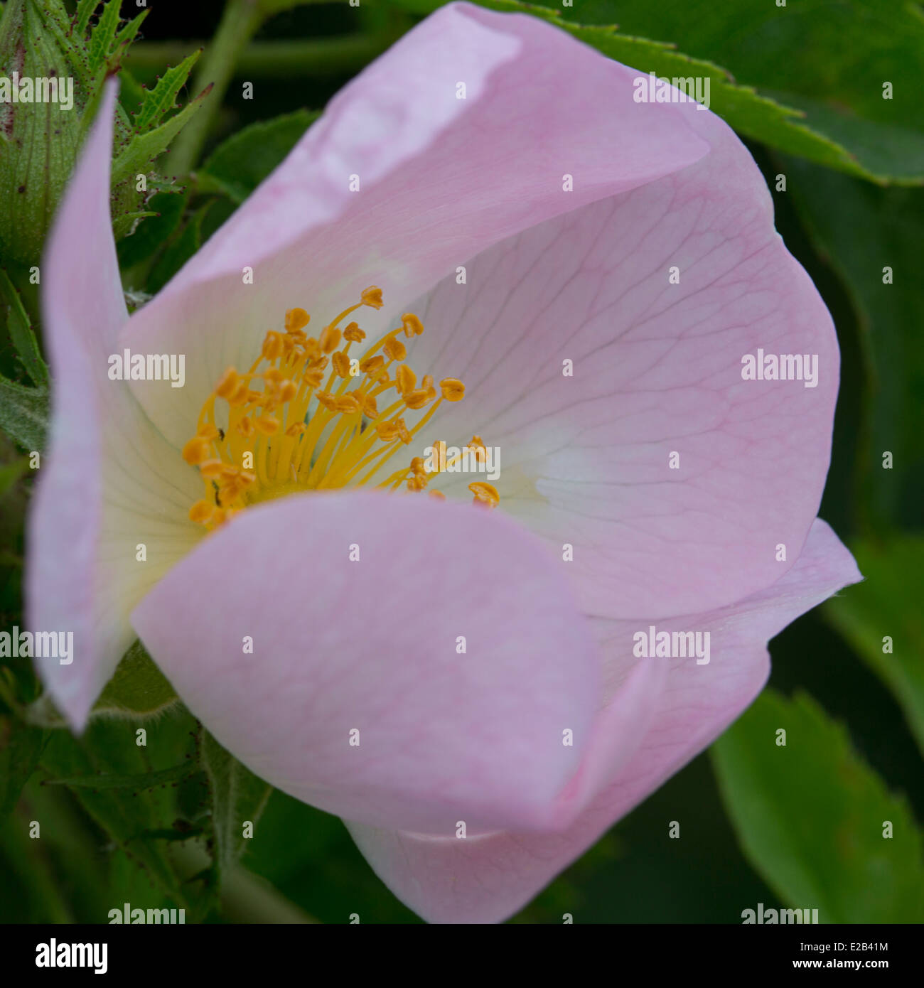 Hundsrose (Rosa Canina) Blume Nahaufnahme Stockfoto