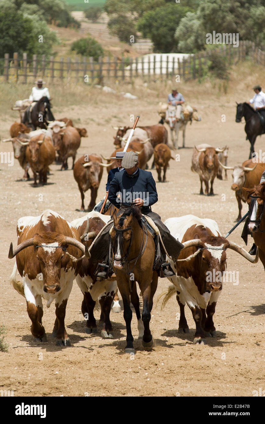 Spanien, Andalusien, Vejer De La Frontera, Ganaderia, Reiter und Rinder Stockfoto