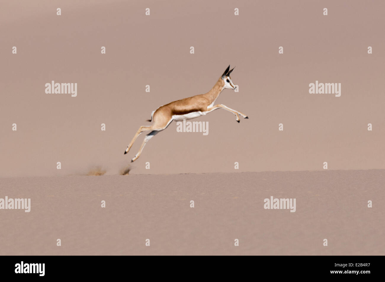 Namibia, Skeleton Coast National Park, Springbok (Antidorcas Marsupialis) laufen auf Sand Düne Stockfoto