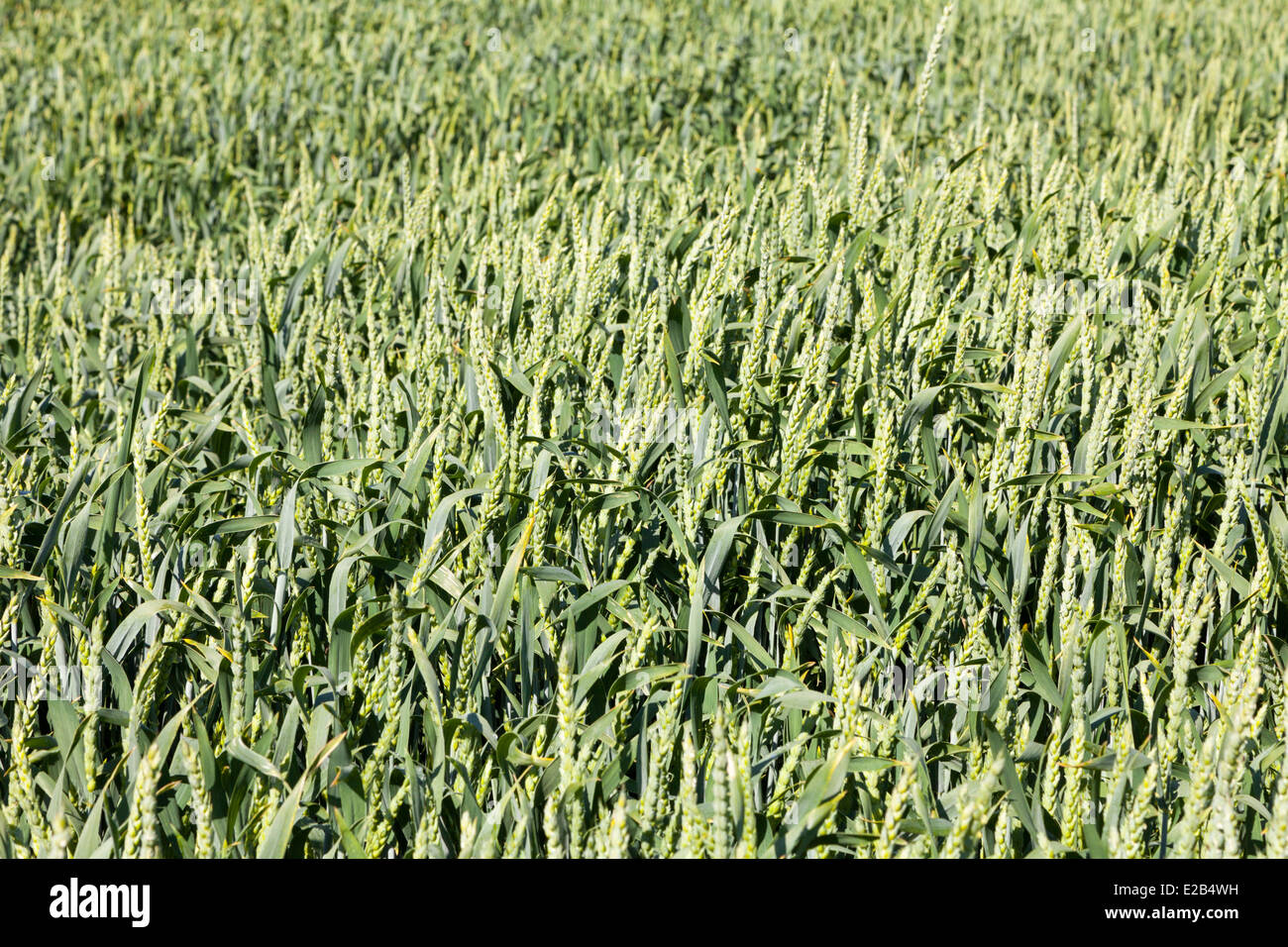 Junge Ernte von Weizen wächst im grünen Bereich Stockfoto