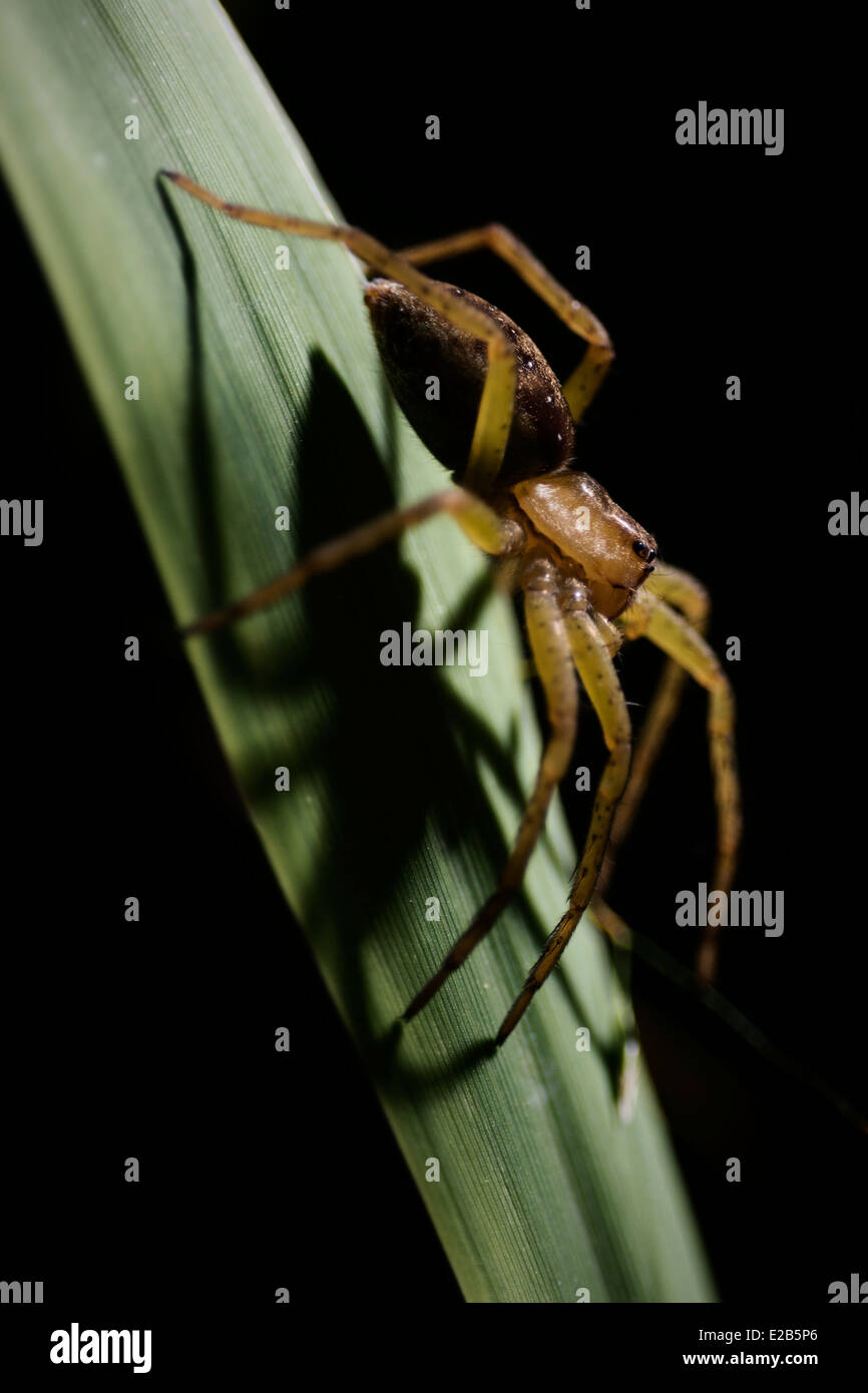 Spinne auf einem Blatt mit seinem Schatten Stockfoto