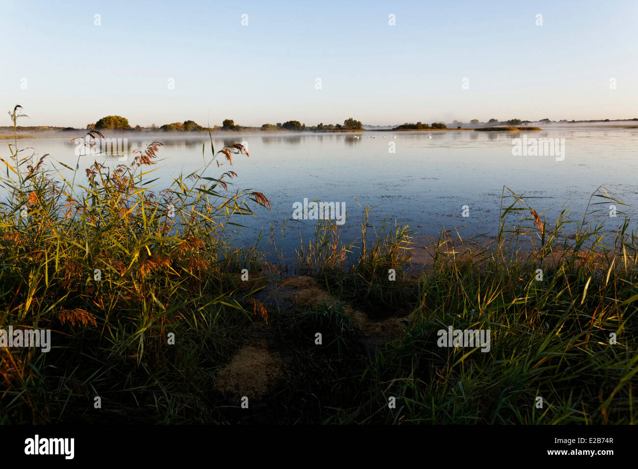 Frankreich, Indre, Berry, frühen Morgenstunden Parc Naturel Regional De La Brenne (natürlichen regionalen Park von La Brenne) Stockfoto