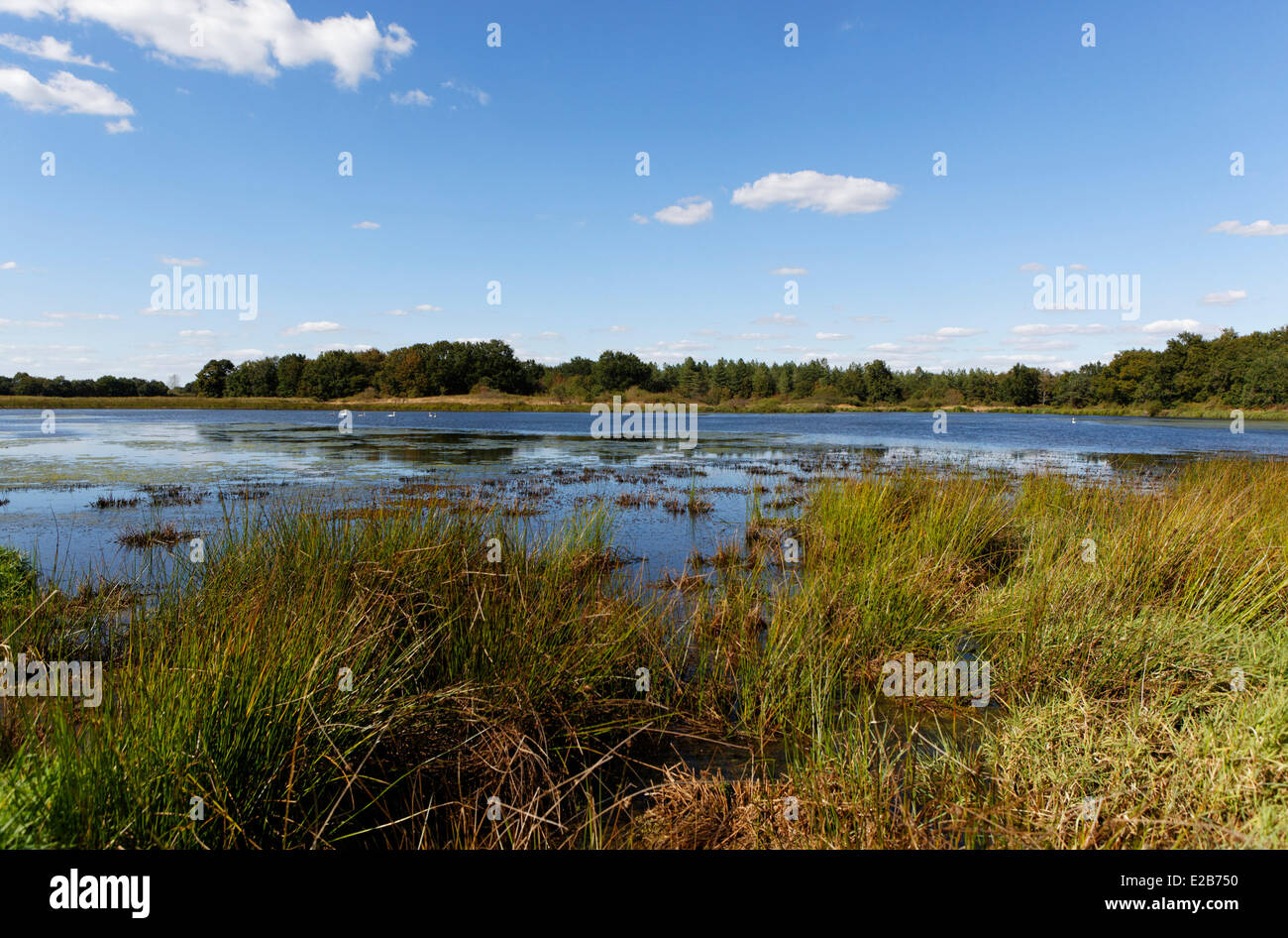 Frankreich, Indre, Beere, Parc Naturel Regional De La Brenne (natürlichen regionalen Park von La Brenne), Teich in der Nähe von Migne Stockfoto