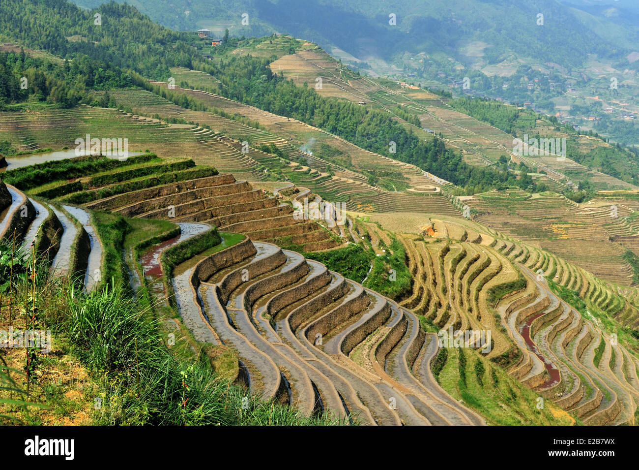 China, Provinz Guangxi, Longsheng, bei Longji Reisterrassen Stockfoto