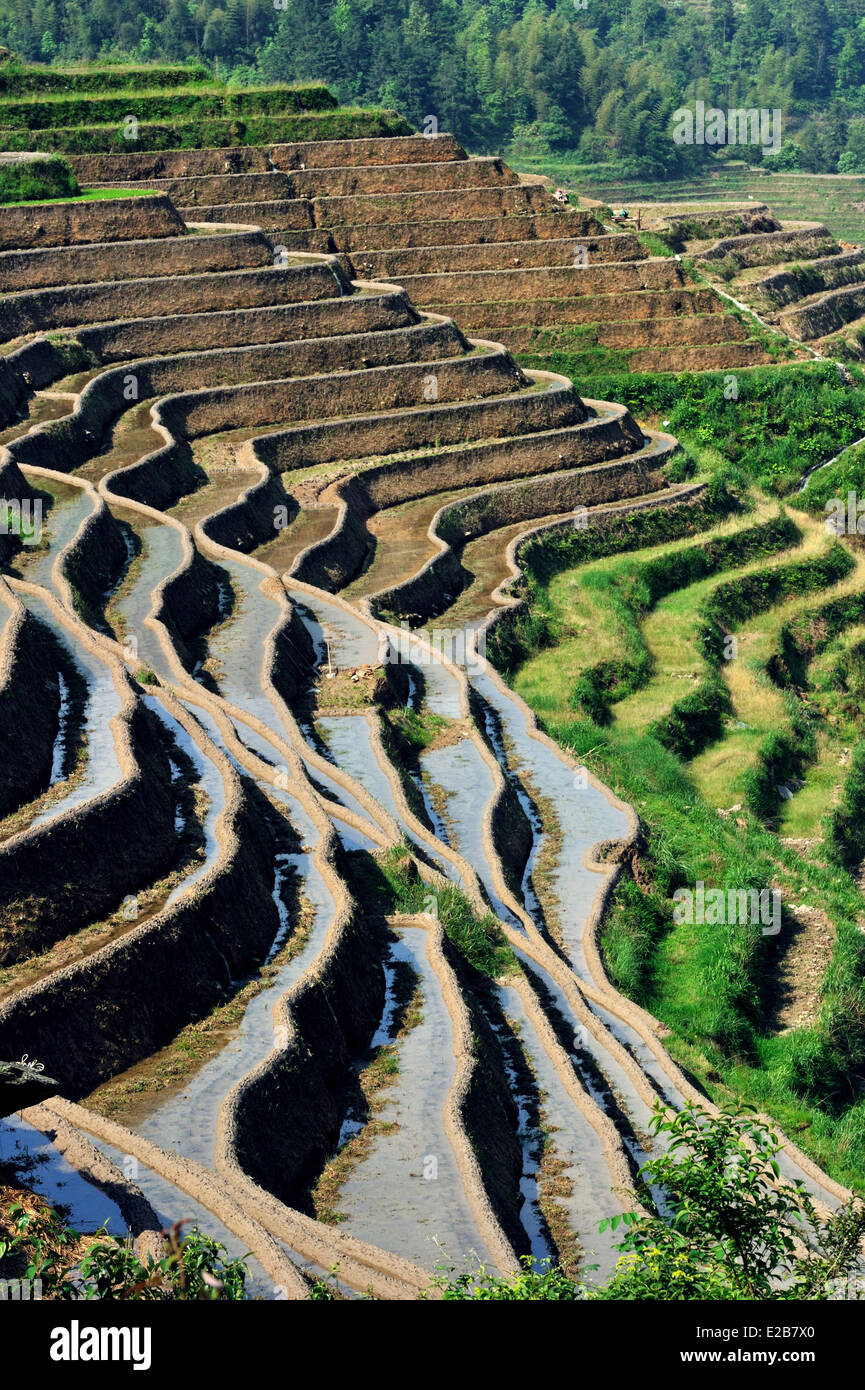 China, Provinz Guangxi, Longsheng, bei Longji Reisterrassen Stockfoto