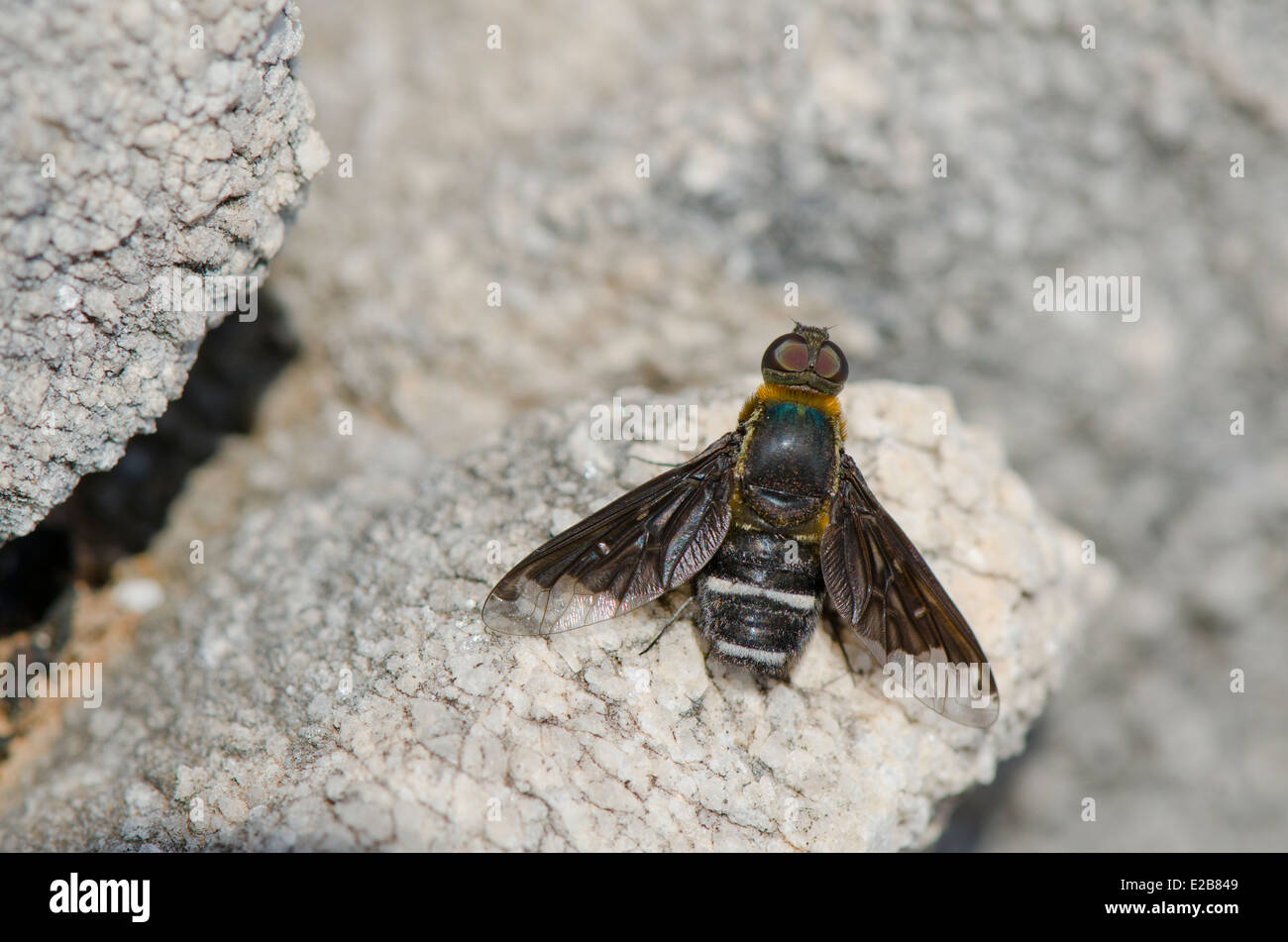 Hirsch-Fly-Arten, Hemipenthes Maurus in den Bergen von Mijas, Spanien. Stockfoto