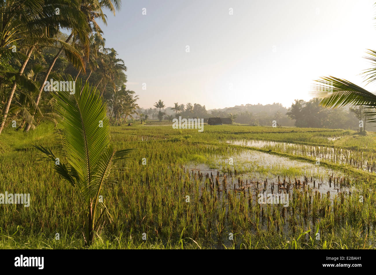 Indonesien, Bali, Tabanan, Umabian Reisfelder bei Sonnenaufgang, Subak Bewässerungssystem, Weltkulturerbe der UNESCO Stockfoto