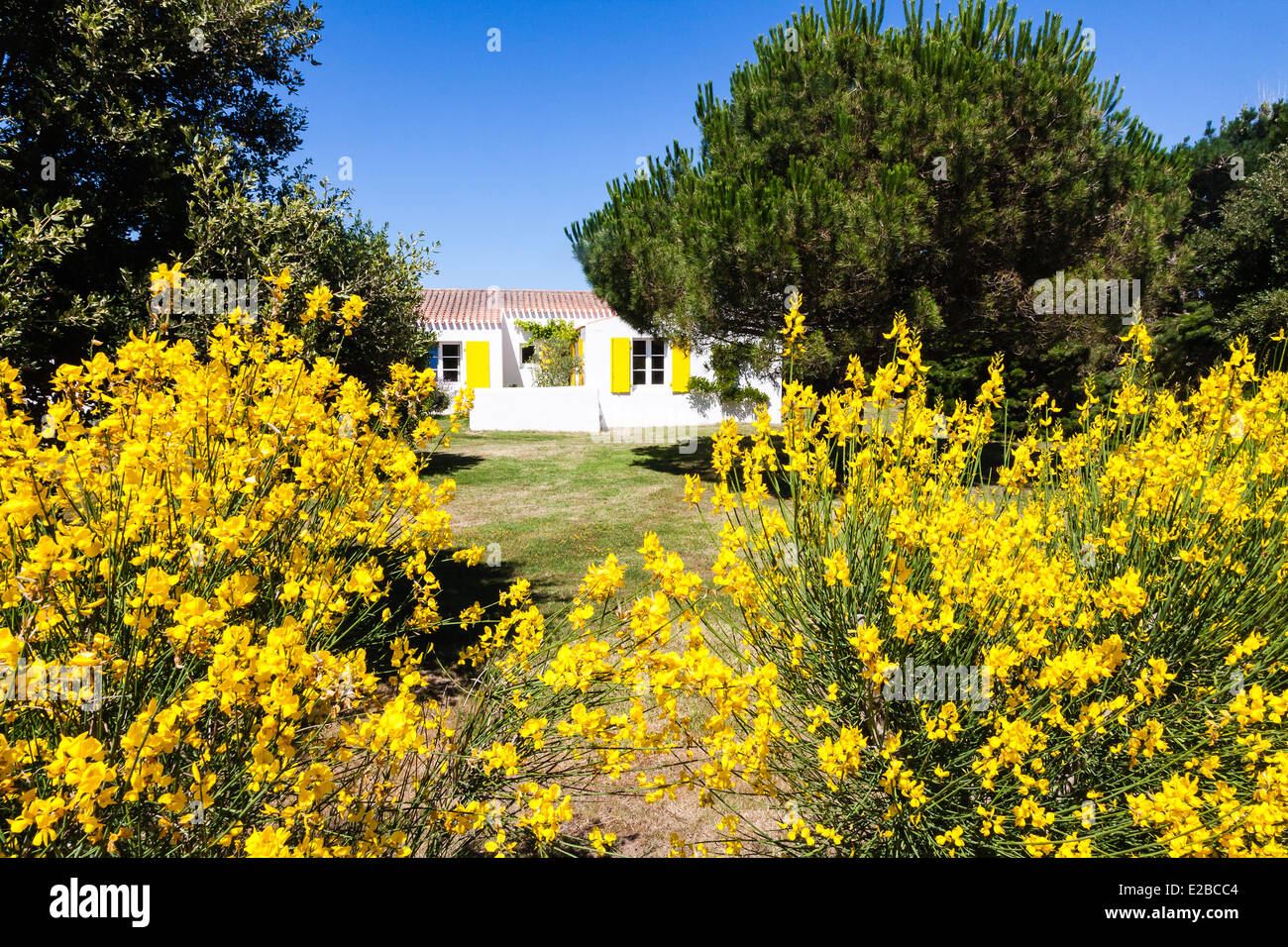 Frankreich, Vendee, Ile d'Yeu, Besen vor einem Haus mit gelben Fensterläden Stockfoto
