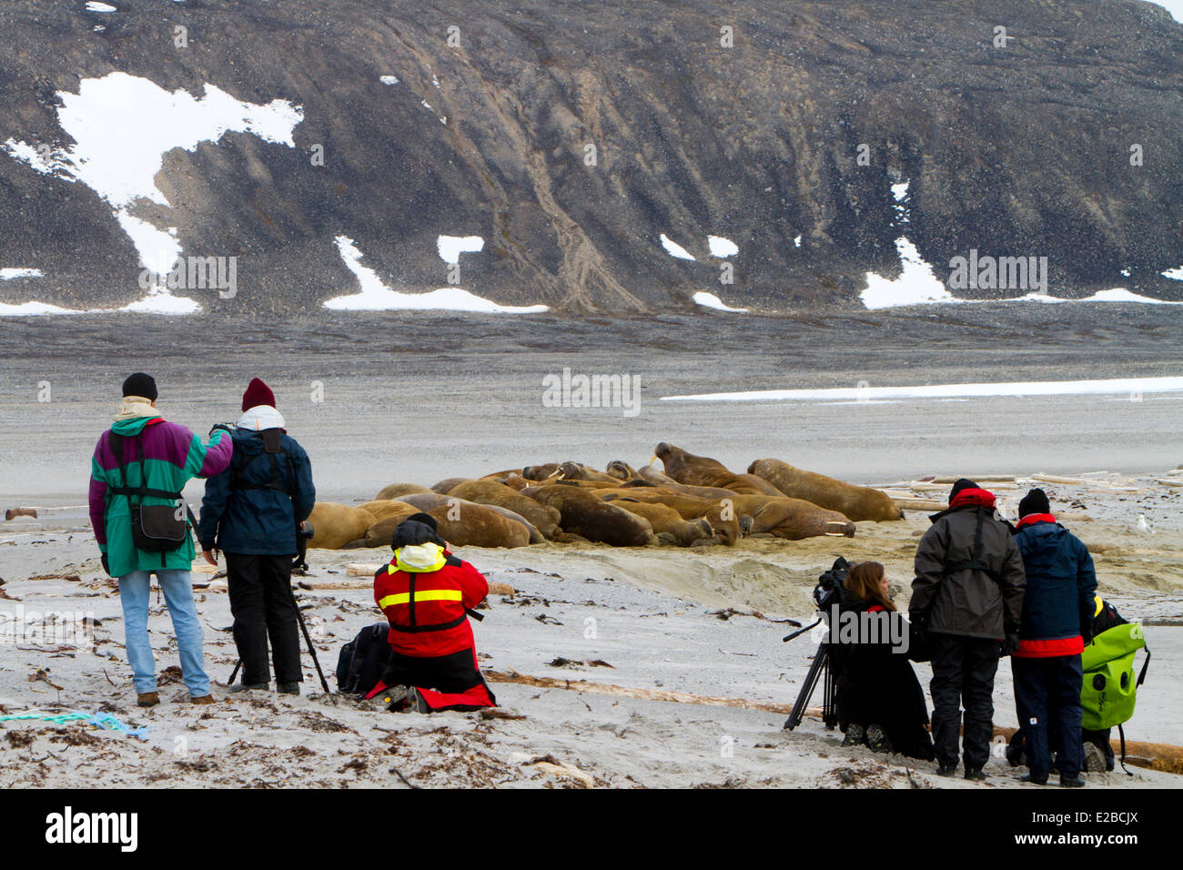 Norwegen, Spitzbergen, Spitsbergern, Walross (Odobenus Rosmarus) Kolonie Ruhe am Strand Stockfoto