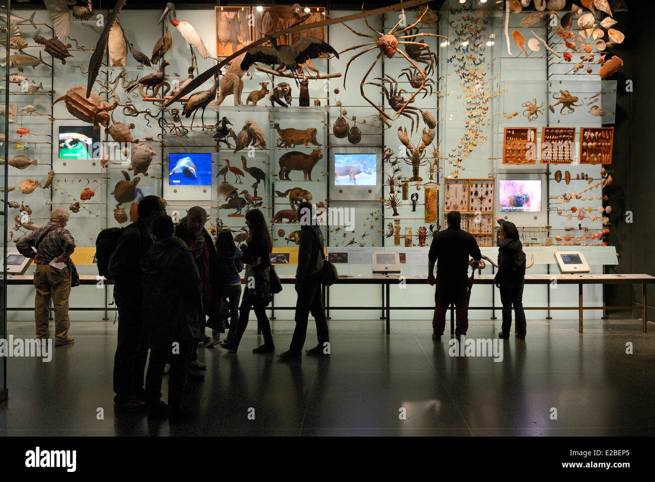 Vereinigte Staaten, New York City, Manhattan, Upper West Side, American Museum of Natural History, Evolution-Galerie Stockfoto