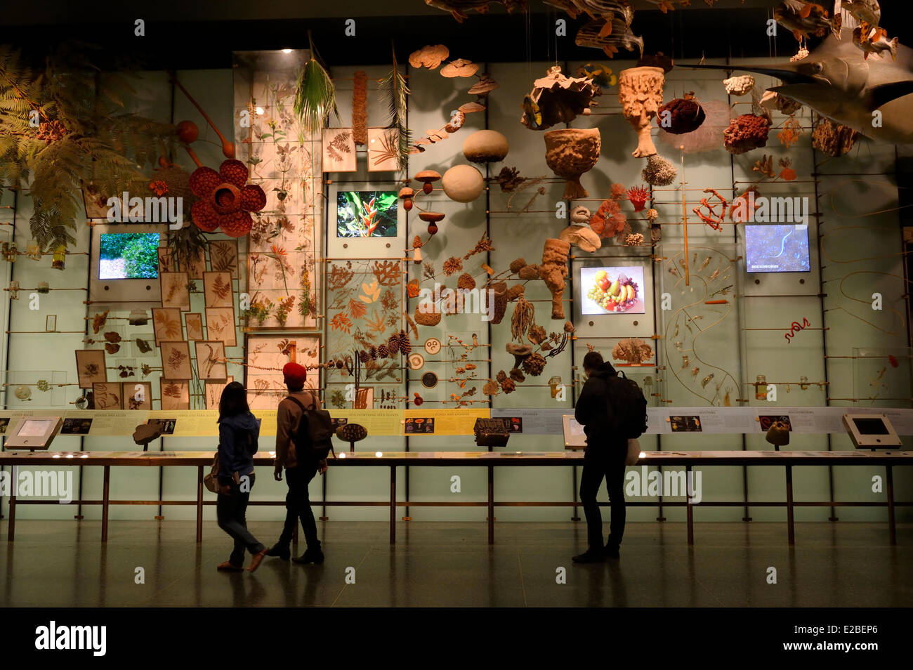 Vereinigte Staaten, New York City, Manhattan, Upper West Side, American Museum of Natural History, Evolution-Galerie Stockfoto