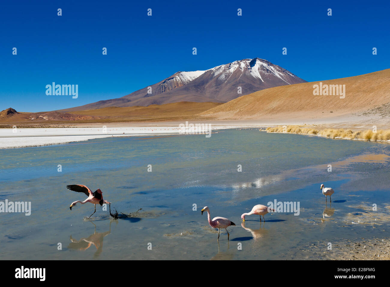 Bolivien, Potosi Department, Sur Lipez Provinz Eduardo Avaroa Anden Fauna Nationalreservat, Laguna Hedionda deren Gewässer wimmeln Stockfoto