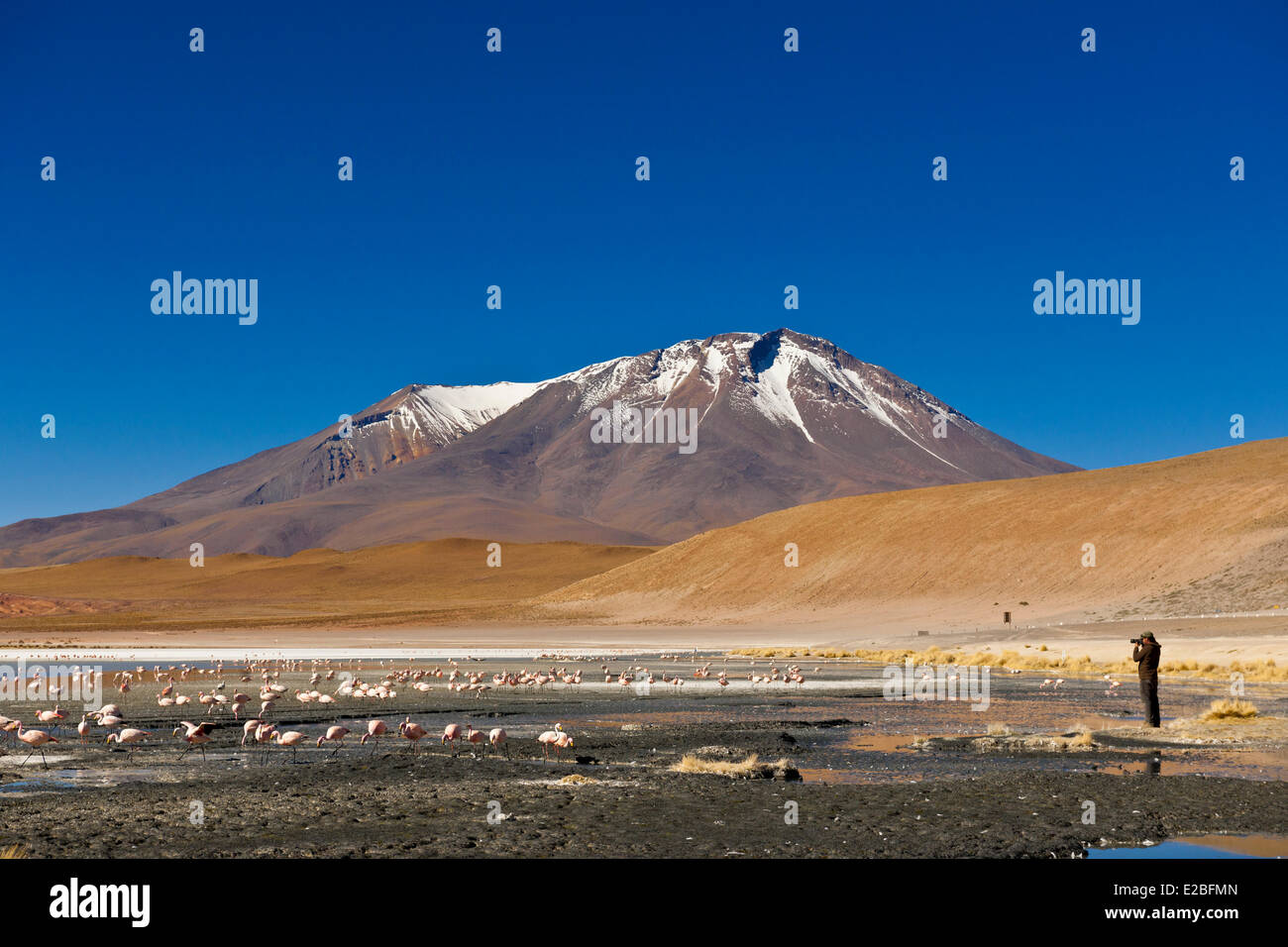 Bolivien, Potosi Department, Sur Lipez Provinz Eduardo Avaroa Anden Fauna Nationalreservat, Laguna Hedionda deren Gewässer wimmeln Stockfoto