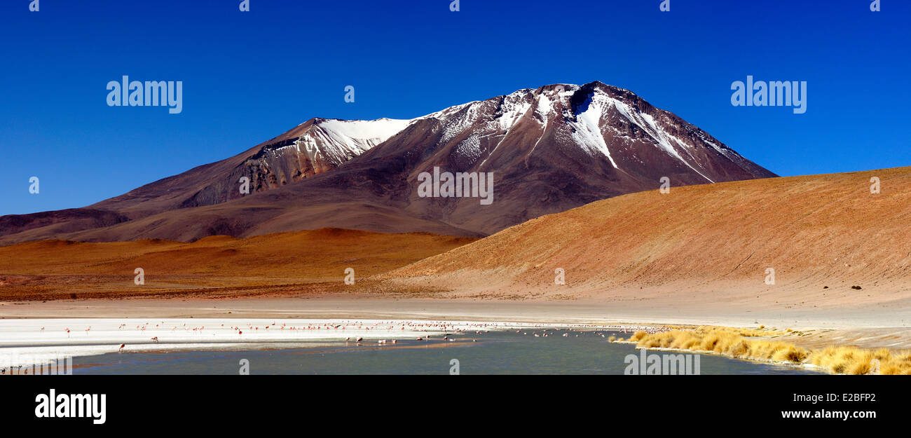 Bolivien, Potosi Department, Sur Lipez Provinz Eduardo Avaroa Anden Fauna Nationalreservat, Laguna Hedionda deren Gewässer wimmeln Stockfoto