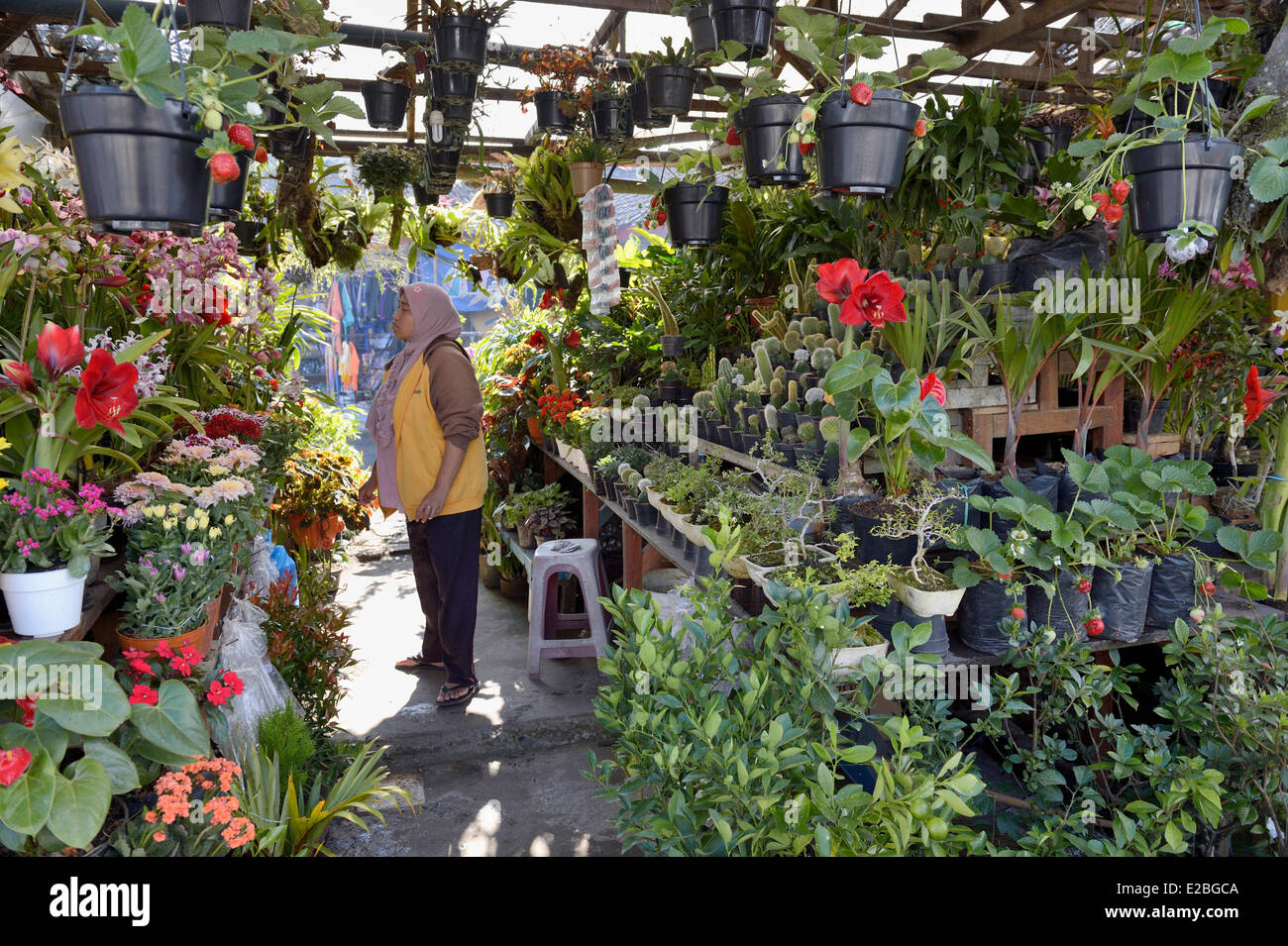 Indonesien, Bali, Bedugul, der Blumenmarkt Stockfoto