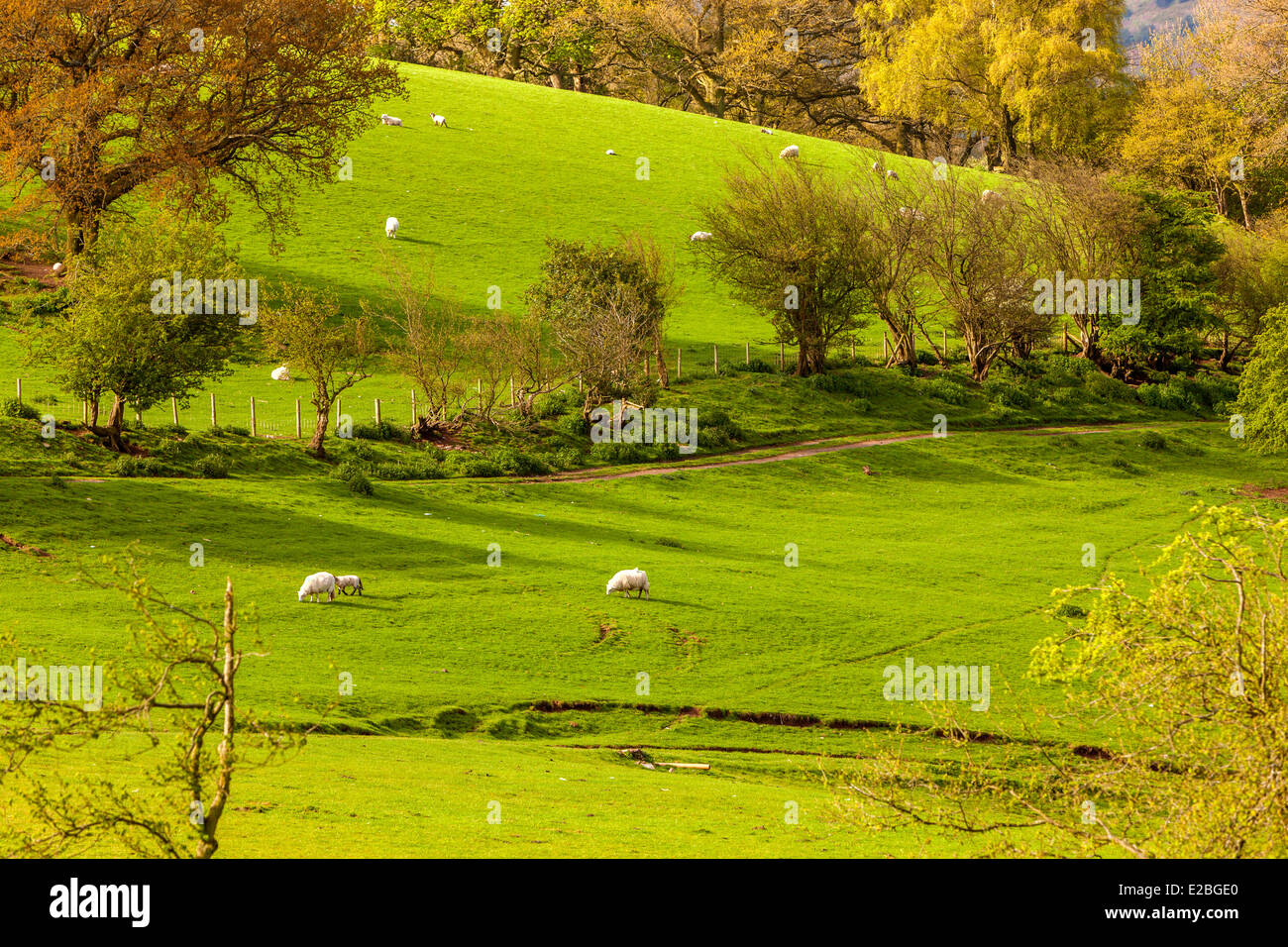 Grüne Felder, schwarze Berge, Brecon Beacons National Park, Powys, Mid-Wales, Wales, Vereinigtes Königreich, Europa. Stockfoto