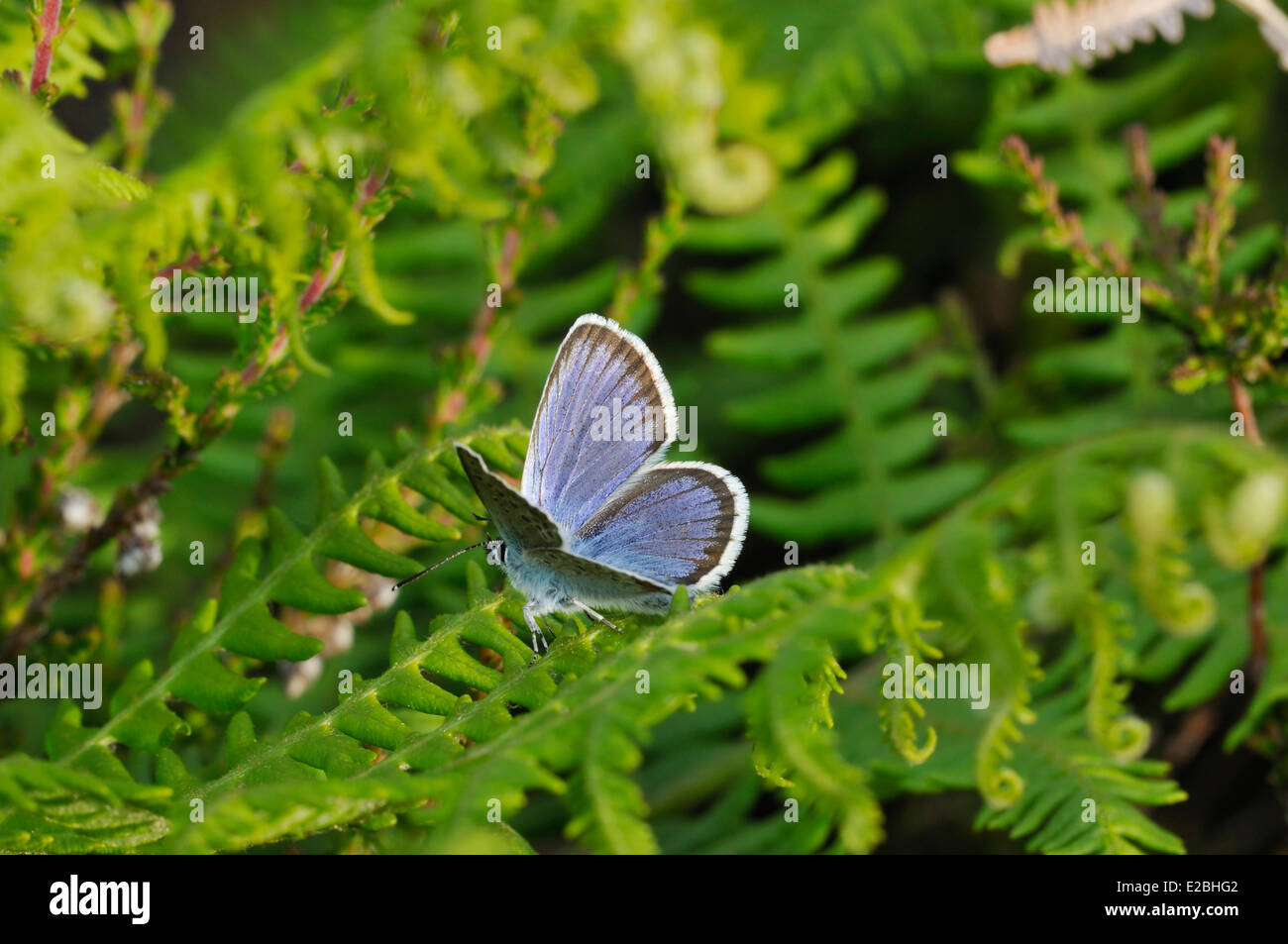 Silber besetzte Blue Butterfly - Plebejus Argus männlich auf Bracken in Umgebung Stockfoto