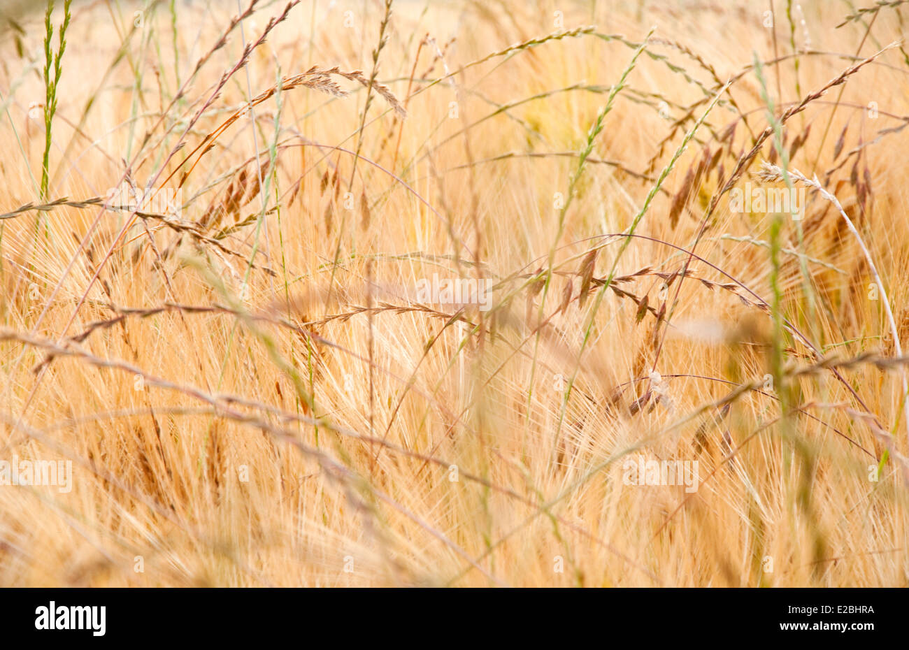 Nahaufnahme des Grases wiegen sich im Wind, Nottinghamshire, England UK Stockfoto