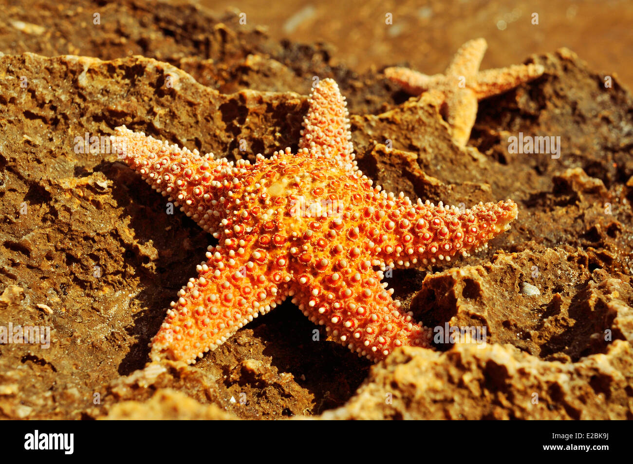 einige Seesterne auf einem Felsen am Strand Stockfoto