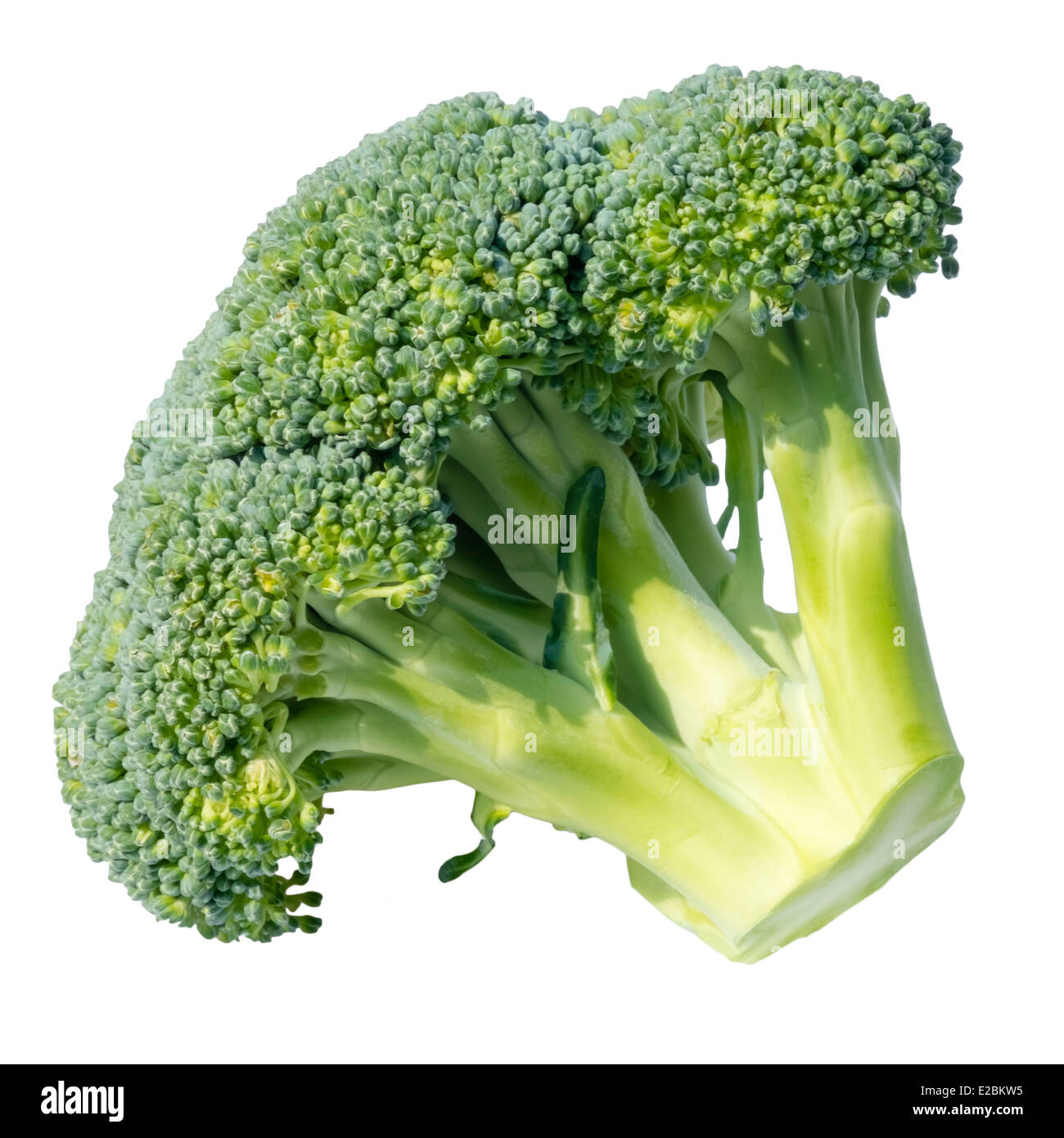 Brokkoli ausgeschnitten oder isoliert auf einem weißen Hintergrund. Stockfoto