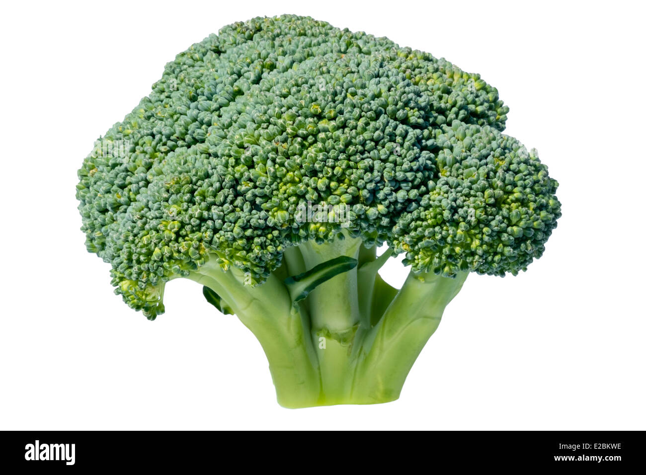 Brokkoli ausgeschnitten oder isoliert auf einem weißen Hintergrund. Stockfoto