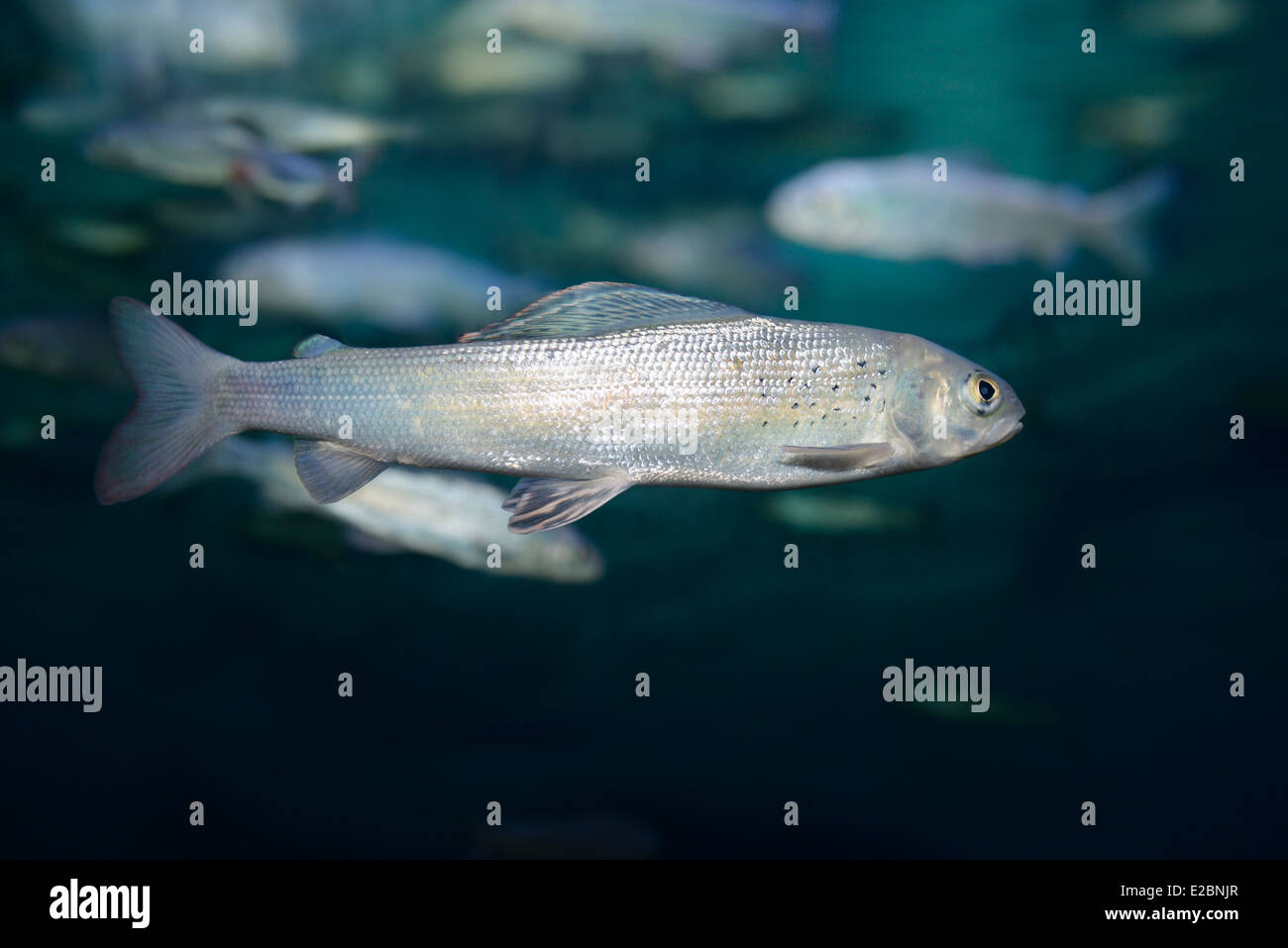 Arktische Äschen kalt Süßwasserfische Tauchen in Ripleys Aquarium Toronto Stockfoto