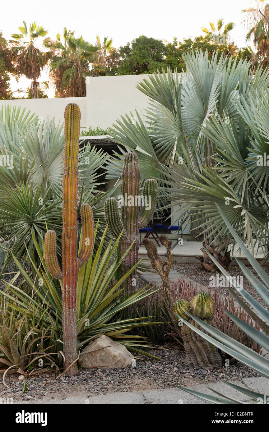 Trockenheit resistente Pflanzen im Garten von Baja nach Hause Stockfoto