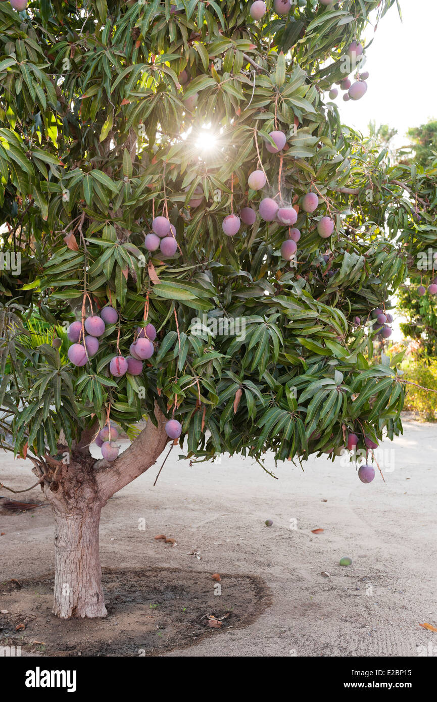 Obstbaum im Garten des Baja nach Hause Stockfoto