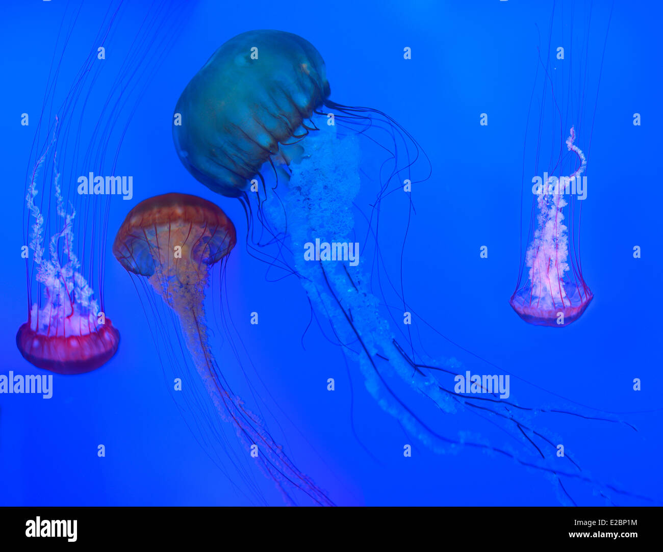 Pazifischen Meer Nesseln mit lange nesselnden Tentakeln schwimmen und Baden im Ripleys Aquarium Toronto auf blauem Hintergrund Stockfoto