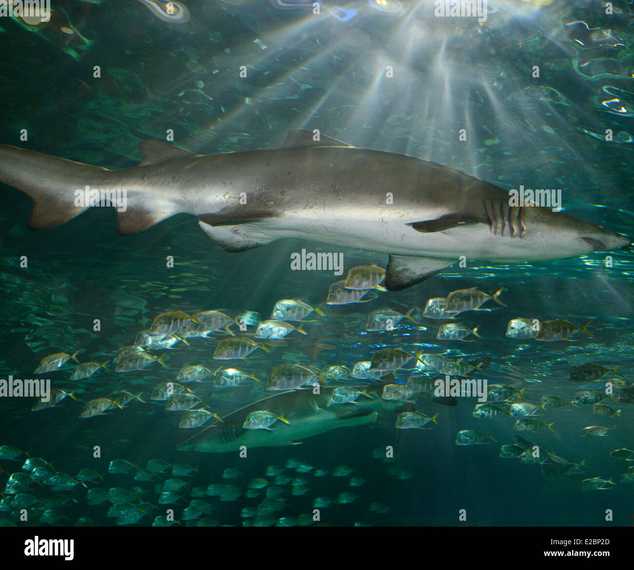 Sand Tigerhaie Schwimmen mit Lookdown Fischschwarm mit Sonnenlicht-streaming von der Oberfläche Ripleys Aquarium Toronto Stockfoto