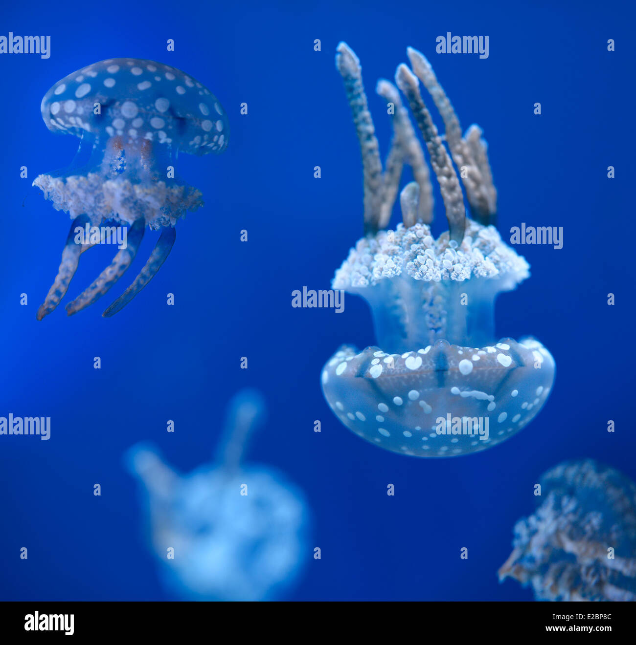 Lagune-Gelee oder Spotted Gelees schwimmen und Schwimmen vor einem blauen Hintergrund in Ripleys Aquarium Toronto Stockfoto