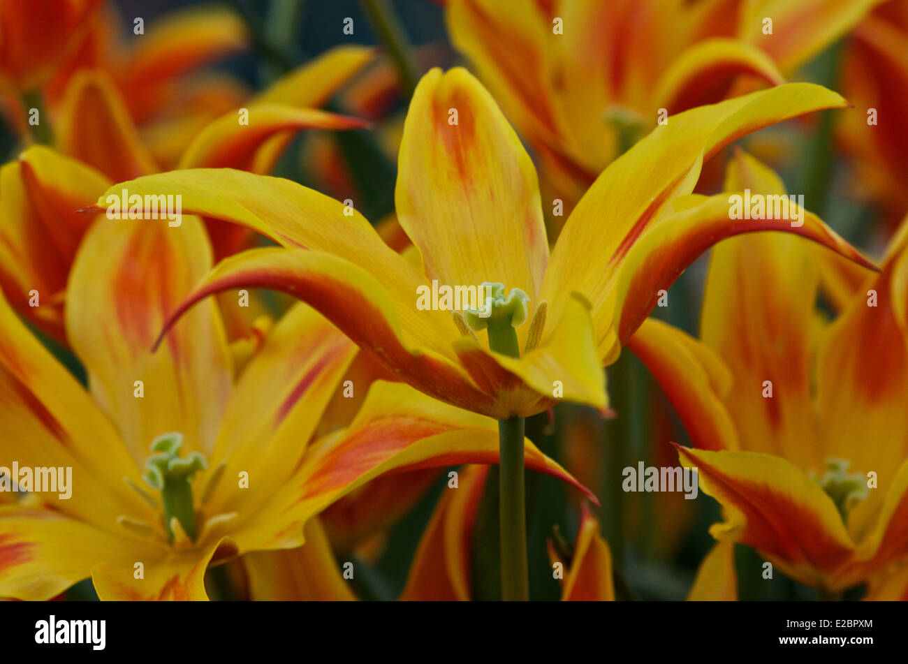 Tulpe "Fly Away" Stockfoto