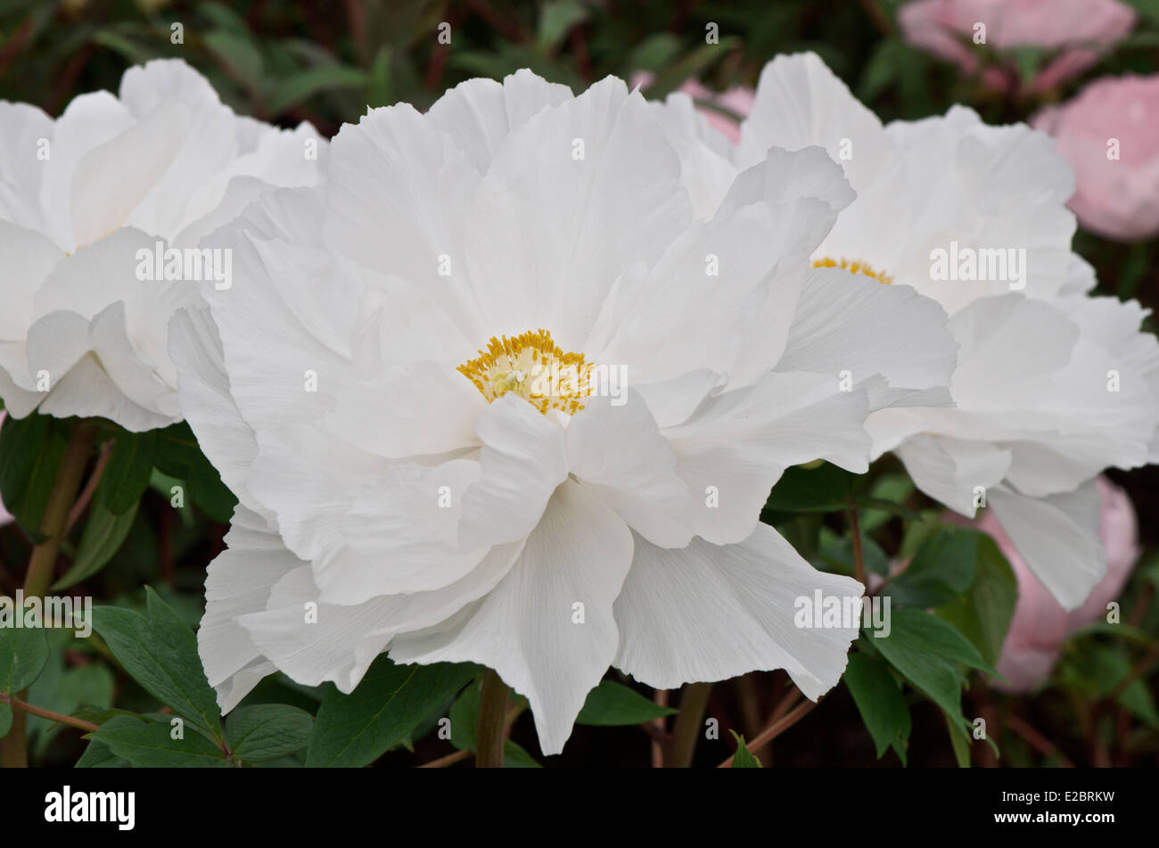 Große weiße Baum Pfingstrose - Paeonia Suffruticosa 'Renkaku' Stockfoto