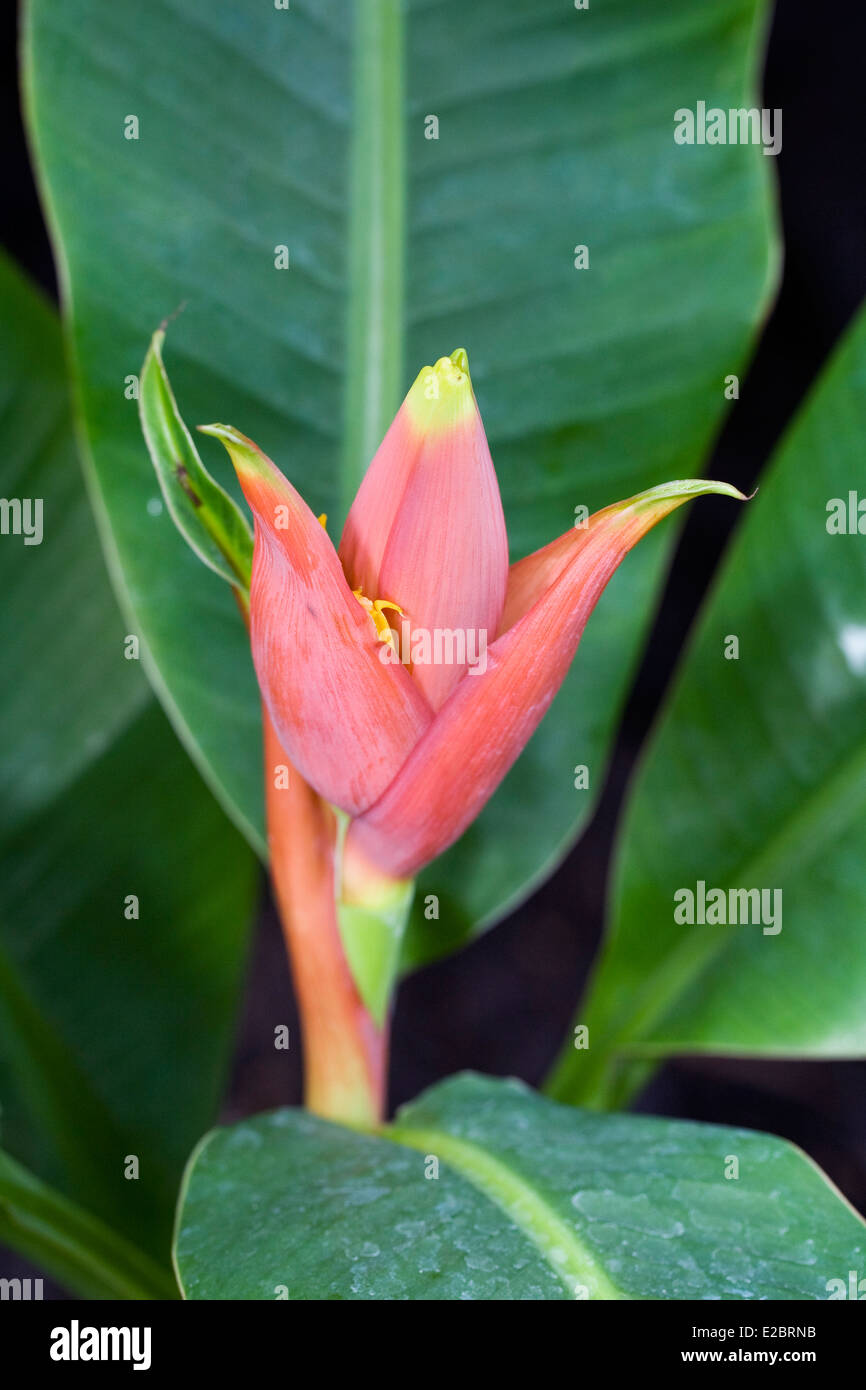 Eine zierpflanze Fotos und Bildmaterial in hoher Auflösung Alamy