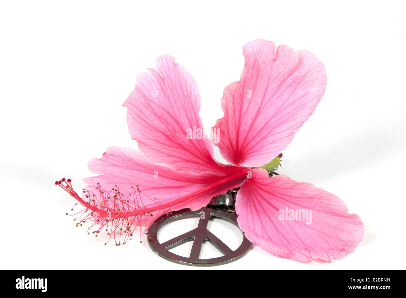 Rosa Hibiskus Blume mit Silber 1960 Frieden Anhänger als Symbol der Hippie-Bewegung Stockfoto