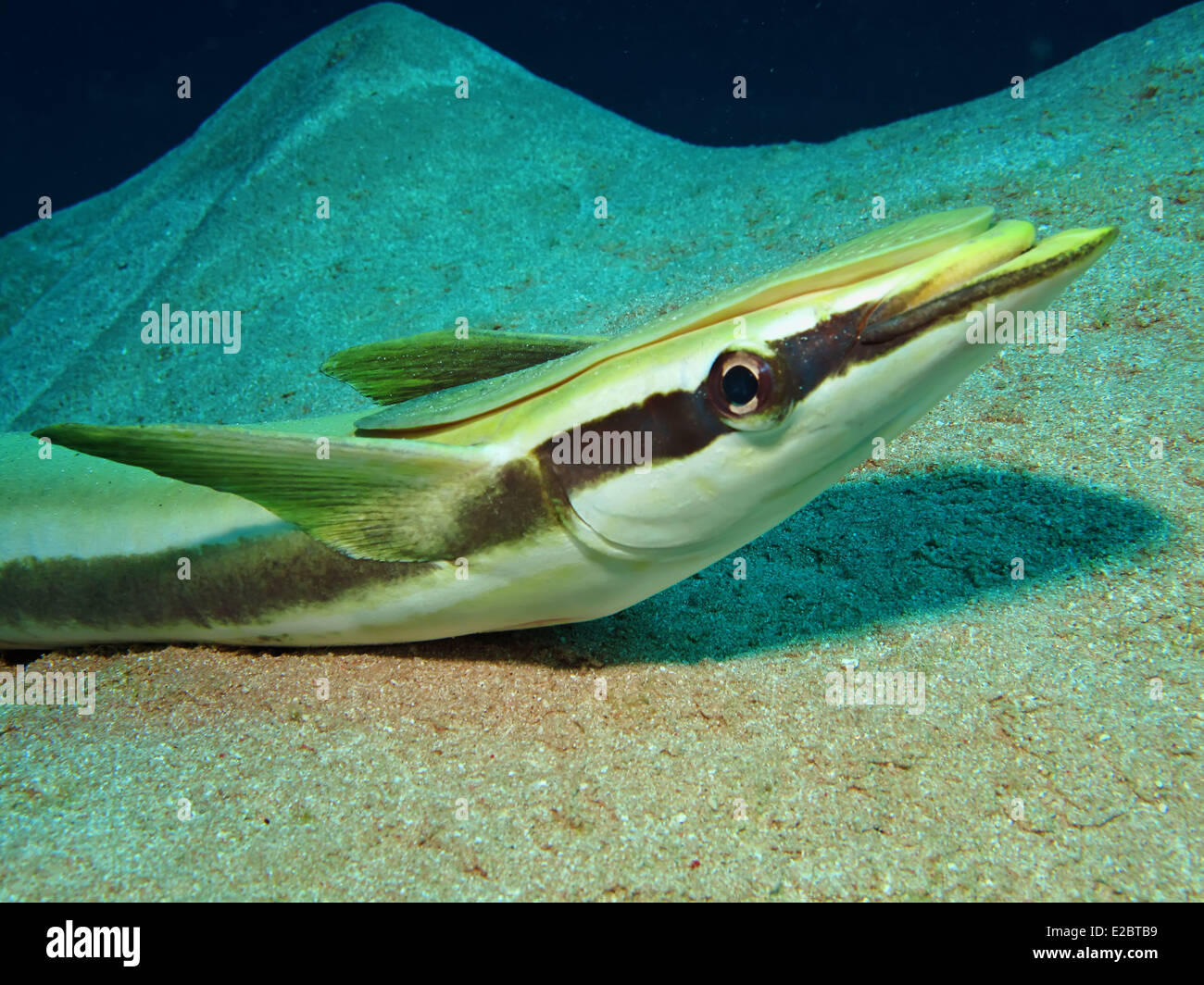 Sharksucker (Echeneis Naucrates) Stockfoto