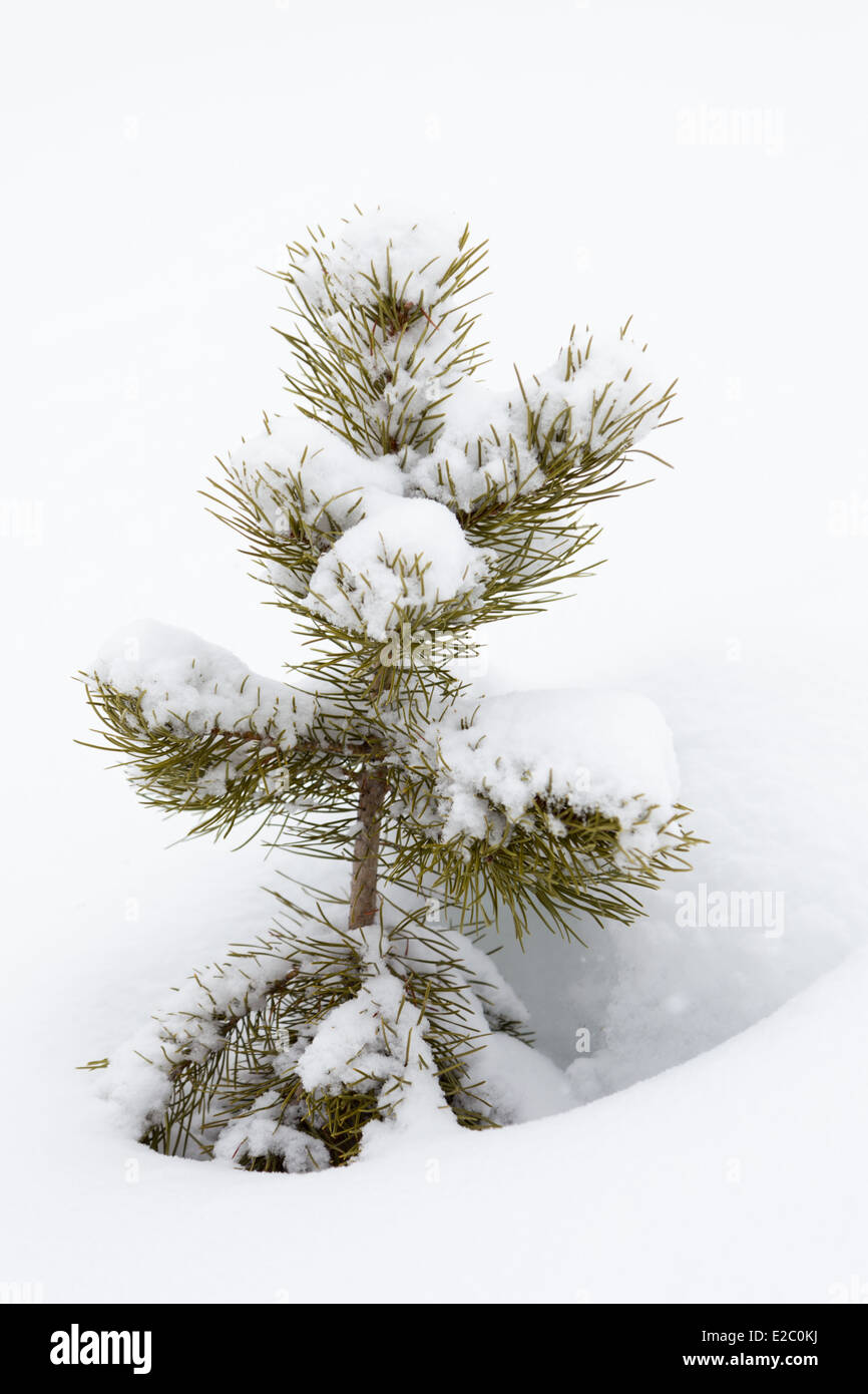 Kleine Tannenbaum wächst durch tiefen Schnee Stockfoto