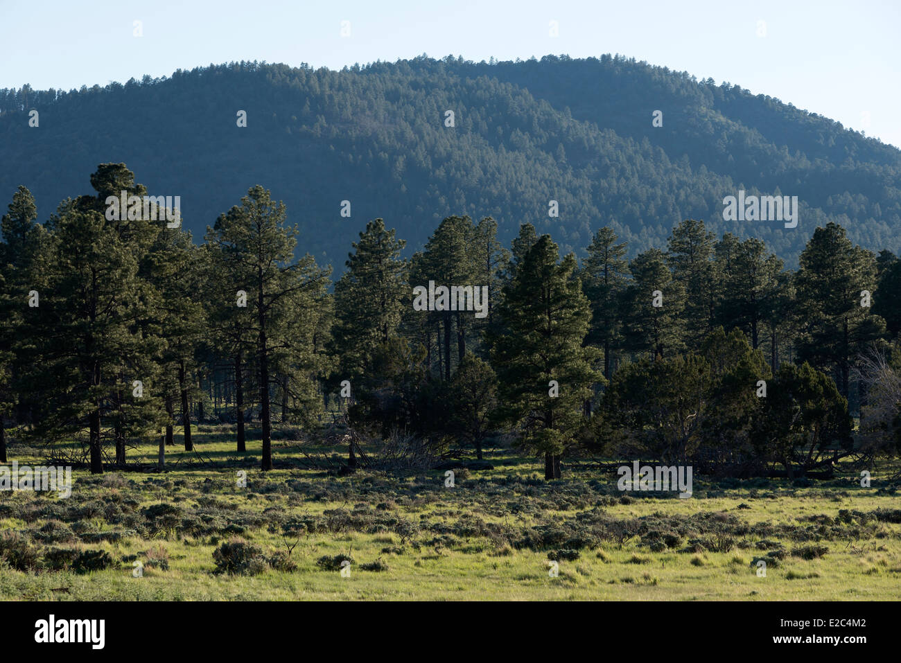 Ponderosa Pine Wald und Mt. Logan, Northern Arizona. Stockfoto