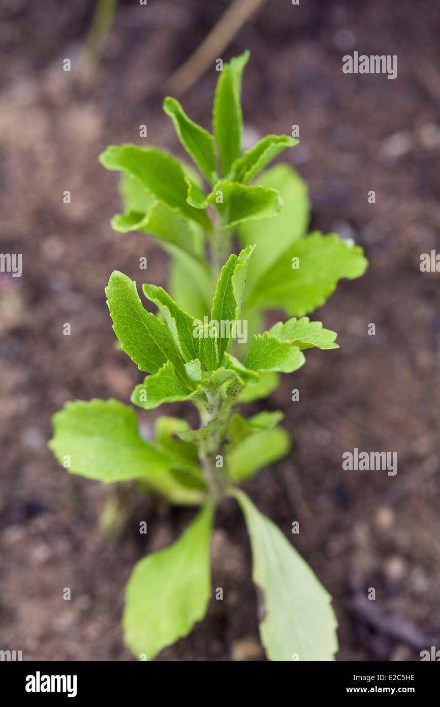 Stevia Rebaudiana. Stevia-Pflanze im Garten. Stockfoto