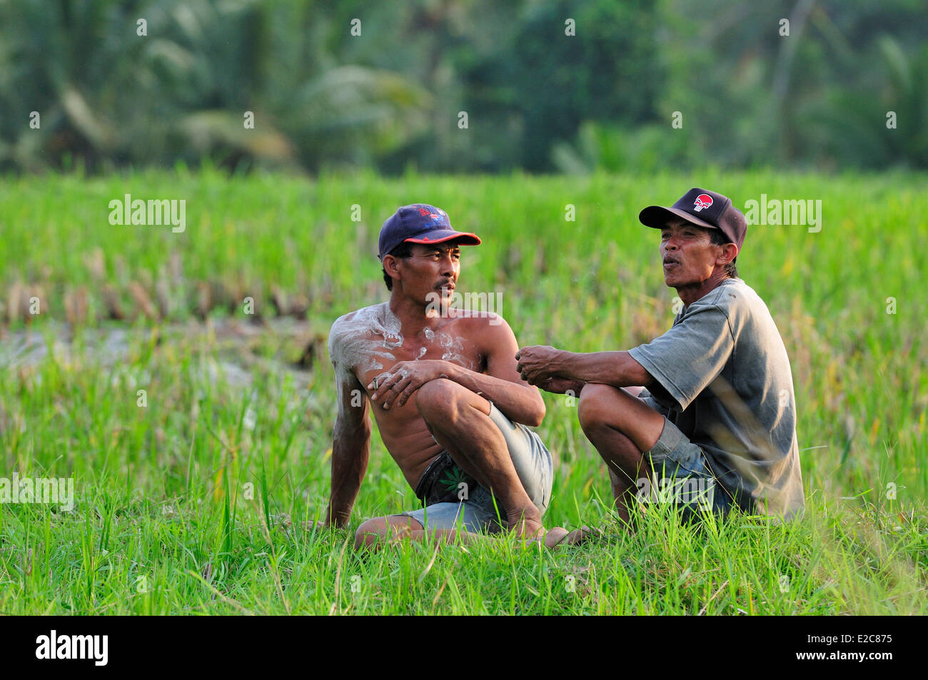 Indonesien, Bali, Ubud, in die Reisfelder Stockfoto