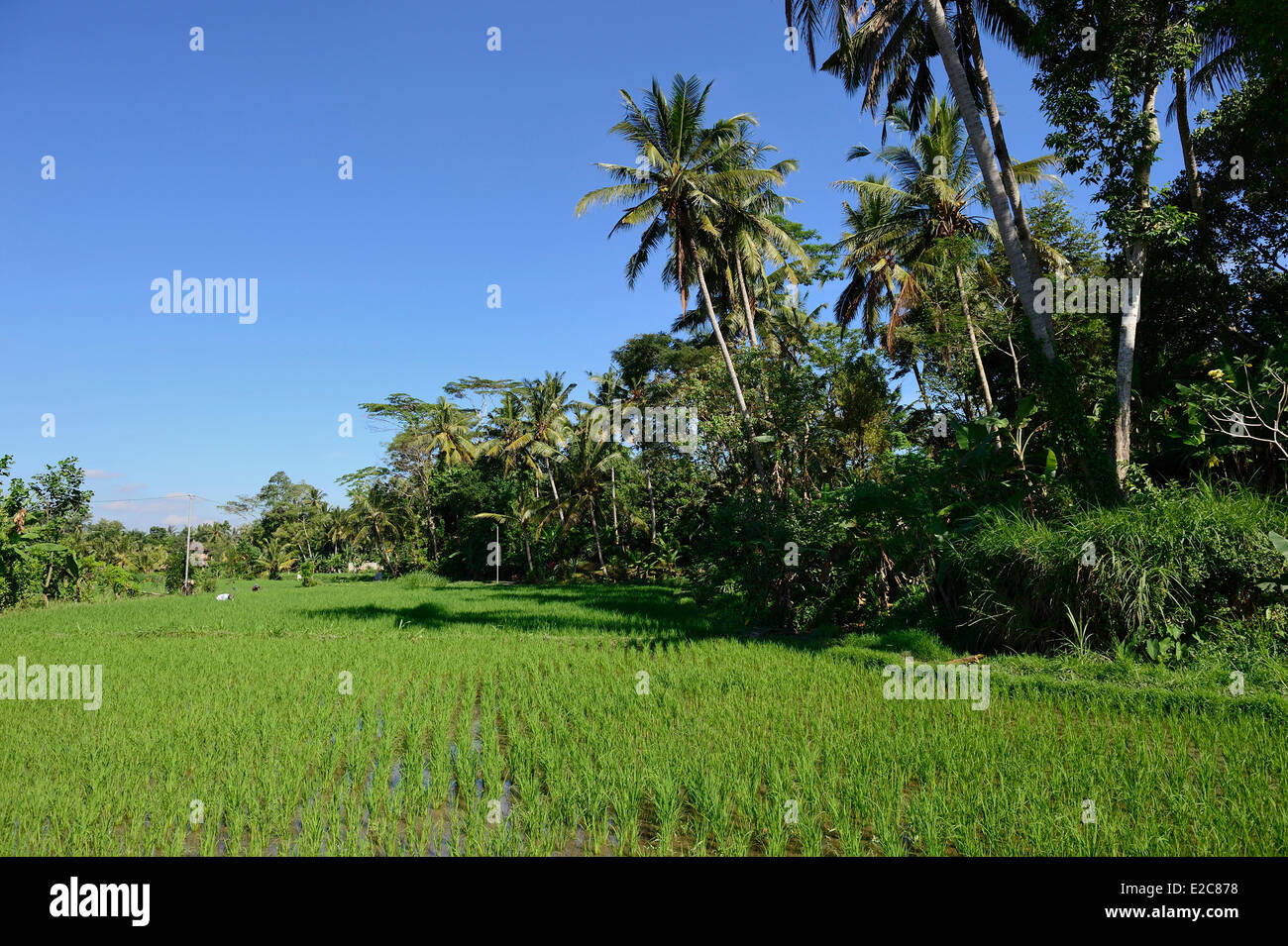 Indonesien, Bali, Ubud, Campuhan Reisfelder Stockfoto