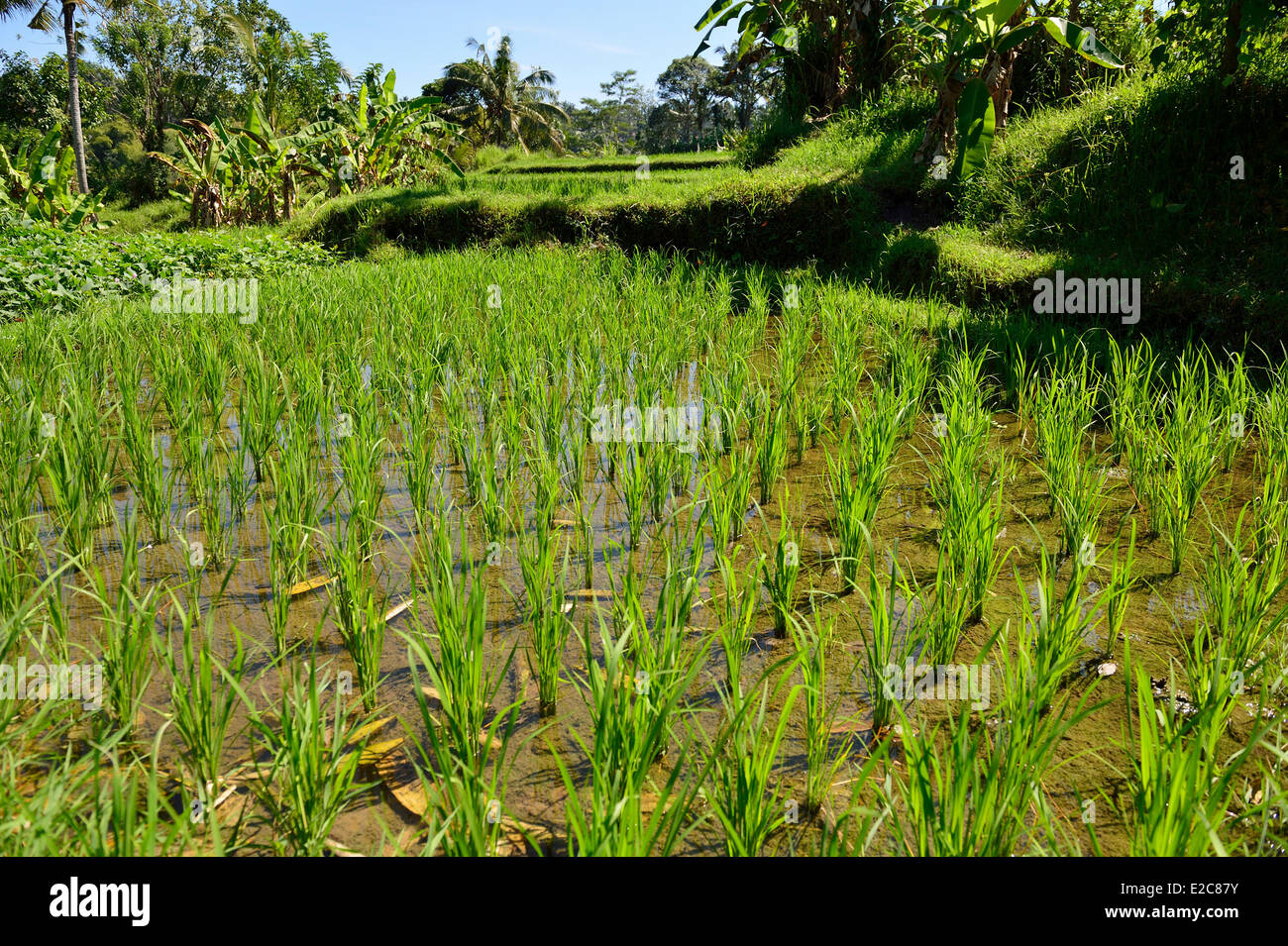 Indonesien, Bali, Ubud, die Reisfelder rund um Ubud Stockfoto