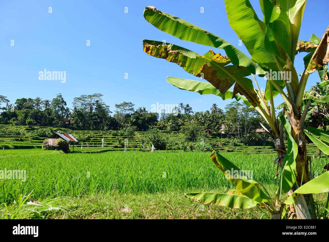 Indonesien, Bali, Ubud, die Reisfelder rund um Ubud Stockfoto