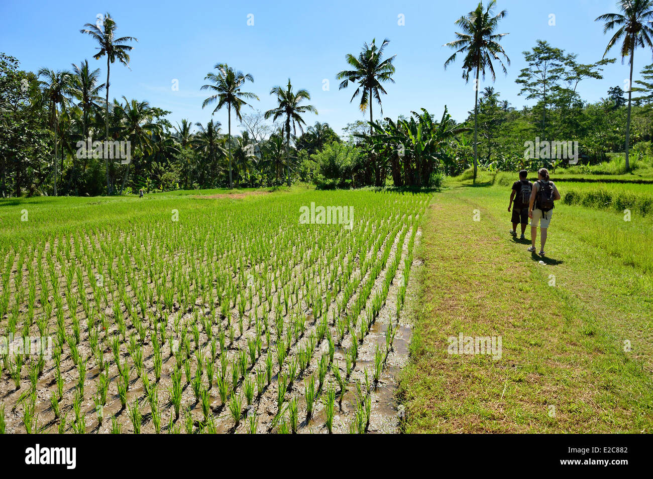 Indonesien, Bali, Ubud, Wandern in der Natur Stockfoto